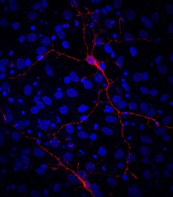 Human VIAAT/SLC32A1 Antibody, R D Systems 25&mu;g; Unlabeled:Antibodies,
