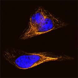 Human/Mouse/Rat Vimentin Biotinylated Antibody, R D Systems Biotinylated;