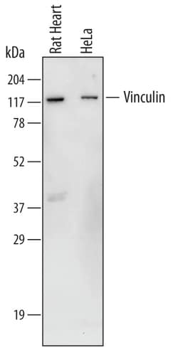 Human/Rat Vinculin Antibody, R D Systems 25&mu;g; Unlabeled:Antibodies,