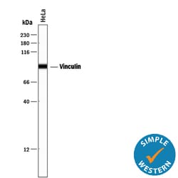 Human/Mouse/Rat Vinculin Antibody, R D Systems 100ug; Unlabeled:Antibodies,