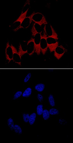 Human/Mouse/Rat Vinculin Antibody, R D Systems 100 &mu;g | Buy Online | R&D Systems | Fisher Scientific