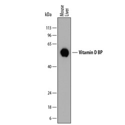 Mouse Vitamin D BP Antibody, R D Systems 25&mu;g; Unlabeled:Antibodies,