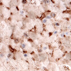 Human Vitronectin Antibody, R D Systems 100ug; Unlabeled:Antibodies, Monoclonal