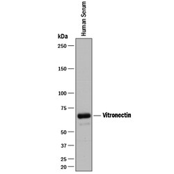 Human Vitronectin Antibody, R D Systems 100ug; Unlabeled:Antibodies, Monoclonal
