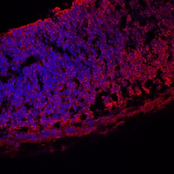 Mouse Vitronectin Antibody, R D Systems 25&mu;g; Unlabeled:Antibodies,