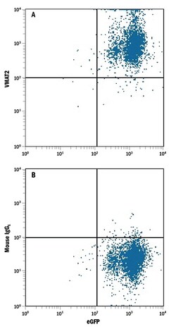 Human VMAT2 Antibody, R D Systems 100ug; Unlabeled:Antibodies, Monoclonal