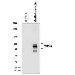 Human VMAT2 Antibody, R D Systems 100ug; Unlabeled:Antibodies, Monoclonal