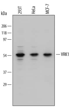 Human VRK1 Antibody, R D Systems 25&mu;g; Unlabeled:Antibodies, Monoclonal
