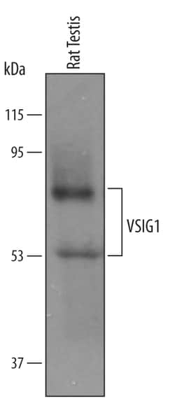 Mouse/Rat VSIG1 Antibody, R D Systems 25&mu;g; Unlabeled:Antibodies, Polyclonal