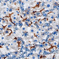 Mouse VSIG4 Antibody, R D Systems 25&mu;g; Unlabeled:Antibodies, Polyclonal
