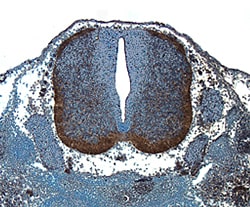 Mouse Wnt-1 Antibody, R D Systems 25&mu;g; Unlabeled:Antibodies, Polyclonal