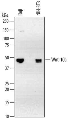 Human/Mouse Wnt-10a Antibody, R D Systems 25&mu;g; Unlabeled:Antibodies,