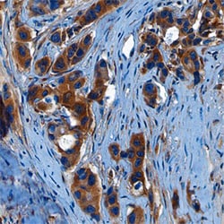 Human Wnt-10b Antibody, R D Systems 100ug; Unlabeled:Antibodies, Monoclonal