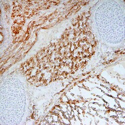 Mouse Wnt-11 Antibody, R D Systems 25&mu;g; Unlabeled:Antibodies, Monoclonal
