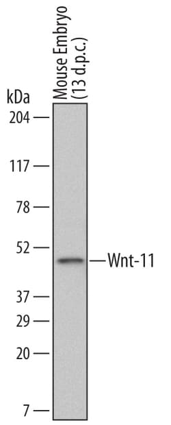 Mouse Wnt-11 Antibody, R D Systems 25&mu;g; Unlabeled:Antibodies, Monoclonal