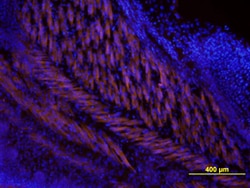 Human/Mouse Wnt-5a Antibody, R D Systems 100ug; Unlabeled:Antibodies, Monoclonal