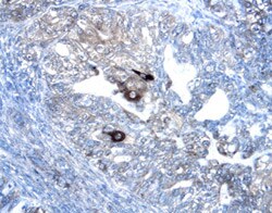 Human Wnt-7a/b Antibody, R D Systems 100&mu;g; Unlabeled:Antibodies, Polyclonal