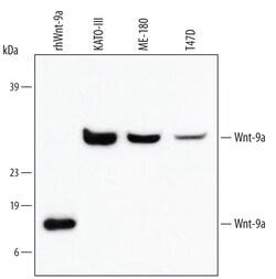 Human Wnt-9a Antibody, R D Systems 25 &mu;g | Buy Online | R&D Systems | Fisher Scientific