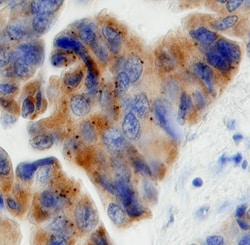 Human Wnt-9a Antibody, R D Systems 25&mu;g; Unlabeled:Antibodies, Monoclonal