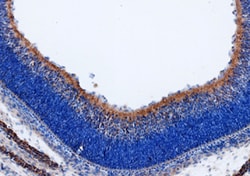 Mouse Wnt-9b Antibody, R D Systems 25&mu;g; Unlabeled:Antibodies, Polyclonal