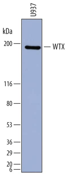 Human WTX Antibody, R D Systems 100ug; Unlabeled:Antibodies, Monoclonal