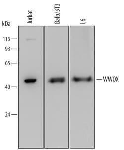 Human/Mouse/Rat WWOX Antibody, R D Systems 100&mu;g; Unlabeled:Antibodies,