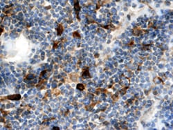 Mouse XCL1/Lymphotactin Biotinylated Antibody, R D Systems 50 &mu;g | Buy Online | R&D Systems | Fisher Scientific