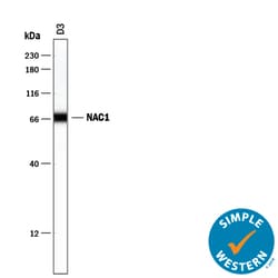 Mouse NAC1 Antibody, R D Systems 100 ug; Unconjugated:Antibodies, Monoclonal