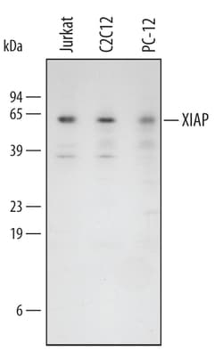 Human/Mouse/Rat XIAP Antibody, R D Systems 25&mu;g; Unlabeled:Antibodies,