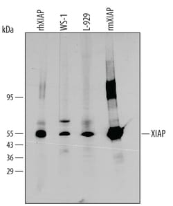 Human/Mouse XIAP Antibody, R D Systems 100ug; Unlabeled:Antibodies, Monoclonal