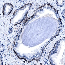 Human/Mouse/Rat YAP1 Antibody, R D Systems 100ug; Unlabeled:Antibodies,
