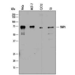 Human/Mouse/Rat YAP1 Antibody, R D Systems 100ug; Unlabeled:Antibodies,