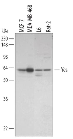 Human/Rat Yes Antibody, R D Systems 25&mu;g; Unlabeled:Antibodies, Polyclonal