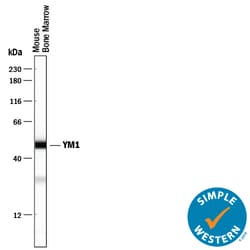 Mouse YM1/Chitinase 3-like 3 Antibody, R D Systems 25&mu;g; Unlabeled:Antibodies,