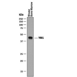 Mouse YM1/Chitinase 3-like 3 Antibody, R D Systems 100ug; Unlabeled:Antibodies,