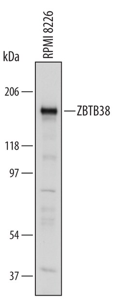 Human ZBTB38 Antibody, R D Systems 100&mu;g; Unlabeled:Antibodies, Polyclonal