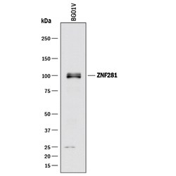 Human ZNF281 Antibody, R D Systems 100ug; Unlabeled:Antibodies, Monoclonal