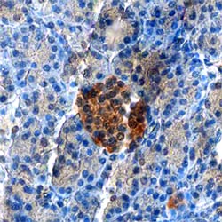 Human ZnT-8 Antibody, R D Systems 25&mu;g; Unlabeled:Antibodies, Monoclonal