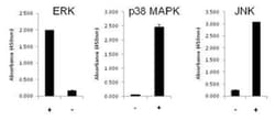 Invitrogen&trade;&nbsp;MAPK FAMILY ERK P38 JNK  96 TS