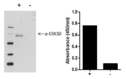 Invitrogen GSK3 beta (Phospho) [pS9] Multispecies InstantOne ELISA Kit 96 Tests | Buy Online | Invitrogen&trade; | Fisher Scientific