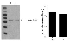 Invitrogen c-Jun (Total) Multispecies InstantOne ELISA Kit 96 Tests | Buy Online | Invitrogen&trade; | Fisher Scientific