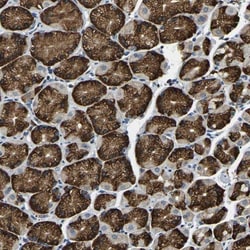 ZNF364 Antibody, Novus Biologicals 25 &mu;L; Unlabeled:Antibodies, Polyclonal