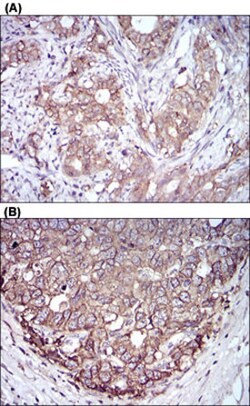 EPCAM Mouse anti-Human, Clone: 7B5C10, Abnova 100&mu;g; Unlabeled:Antibodies,