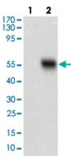 EPCAM Mouse anti-Human, Clone: 7B5C10, Abnova 100&mu;g; Unlabeled:Antibodies,