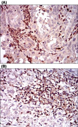 CD68 Mouse anti-Human, Clone: 3F7D3, Abnova 100&mu;g; Unlabeled:Antibodies,