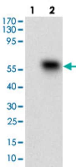 CD68 Mouse anti-Human, Clone: 3F7D3, Abnova 100&mu;g; Unlabeled:Antibodies,