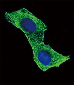 ACTB Mouse anti-Human, Mouse, Rat, Clone: 137CT26.1.1, Abnova 400μL;