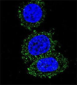 AKT2 Mouse anti-Human, Mouse, Clone: 148CT5.4.1.4, Abnova 400 &mu;L | Buy Online | Abnova | Fisher Scientific