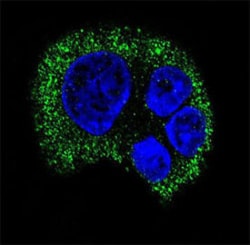 TYRO3 Mouse anti-Human, Clone: 64CT15.6.2.3.1, Abnova 400&mu;L; Unlabeled:Antibodies,