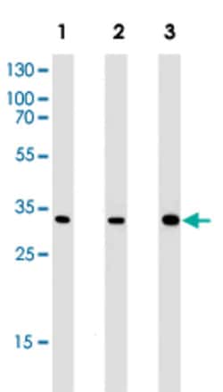 Abnova Corporation PCNA Mouse anti-Human, Mouse, Rat, Clone: 1157CT1.1.3, Abnova™